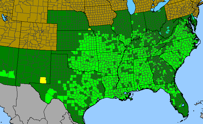 The range of Chaerophyllum tainturieri